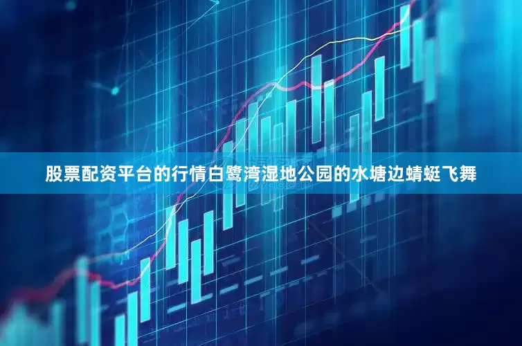 股票配资平台的行情白鹭湾湿地公园的水塘边蜻蜓飞舞